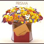 PRISMA/Prisma 詳細